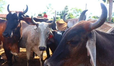Projeto de inseminação de bovinos abre inscrições em Itacoatiara-AM
