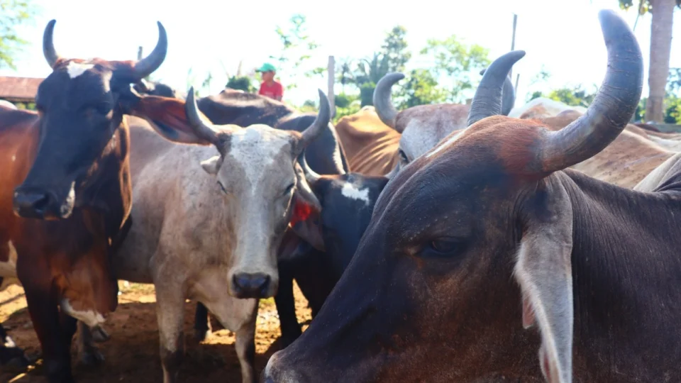 Projeto de inseminação de bovinos abre inscrições em Itacoatiara-AM