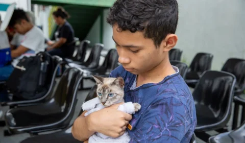 Divulgada agenda para castração de gatos na Zona Norte de Manaus