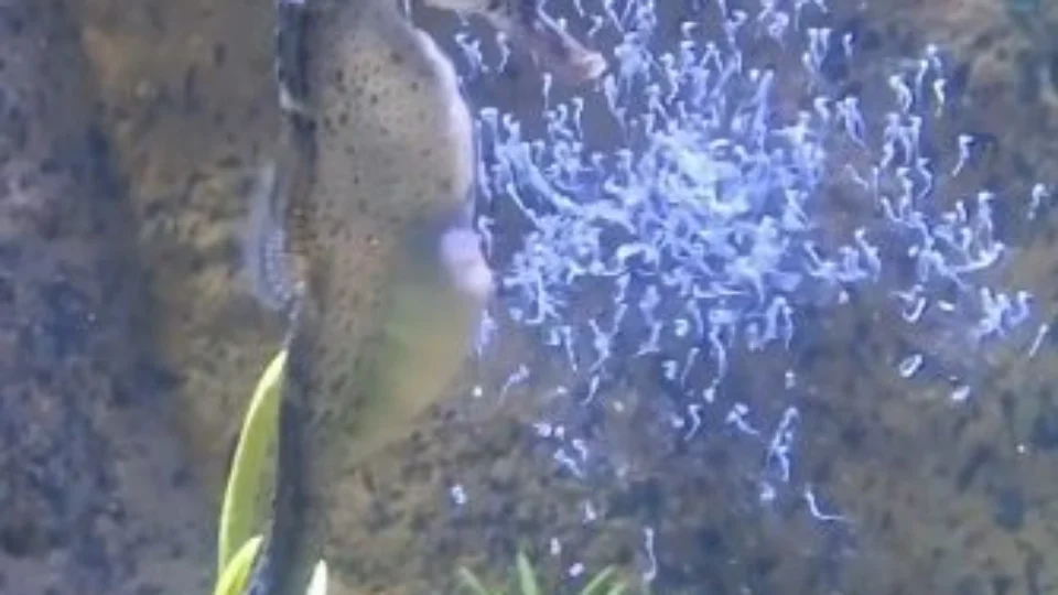 Aquário registra nascimento de espécie de cavalo-marinho em SC