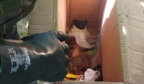 Macaco é resgatado após levar choque elétrico e cair de poste em Manaus