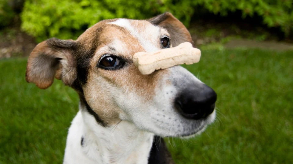 Receita de réveillon: petiscos de coco para cachorro