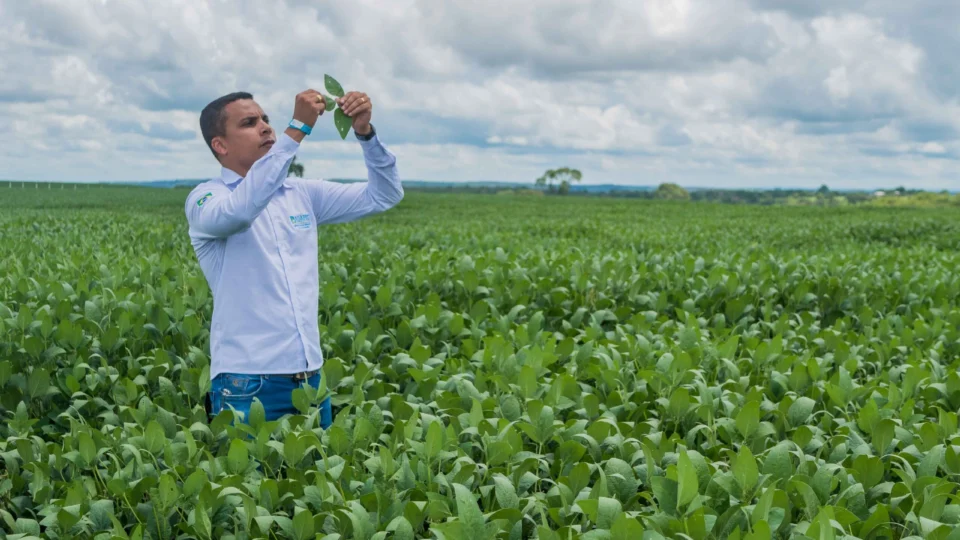 Pouca chuva pode afetar plantação de soja e registrar queda na safra no TO