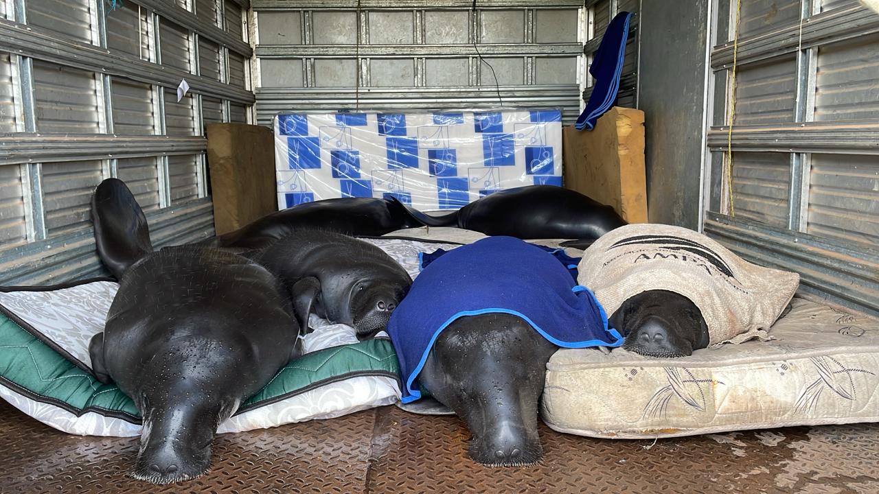 Mais animais devem passar pelo processo de tentativa de retorno à natureza - Foto: Divulgação/Inpa