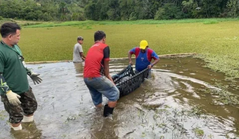 Inpa faz pré-soltura de seis peixes-bois da Amazônia em Iranduba-AM