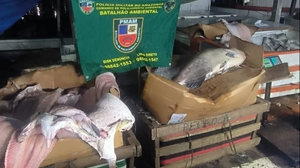 Quase 1,3 ton de pescado ilegal é apreendido na Panair em Manaus