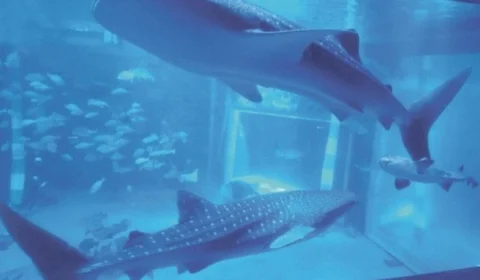 Terremoto mata dois tubarões-baleia que viviam em aquário no Japão