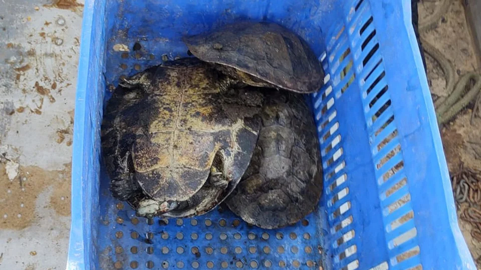 Operação no Rio Araguaia apreende 26 kg de pescados e tartarugas, em TO