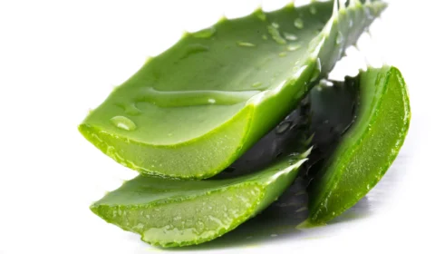 Suco de babosa: como consumir e quais os benefícios?