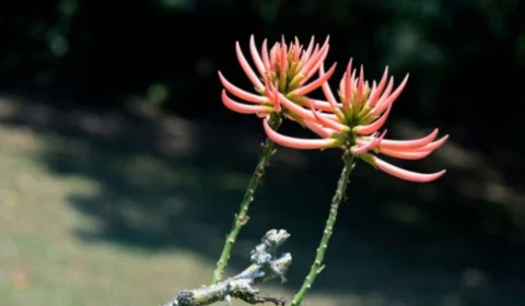 Chá de mulungu: a planta realmente ajuda a dormir melhor?