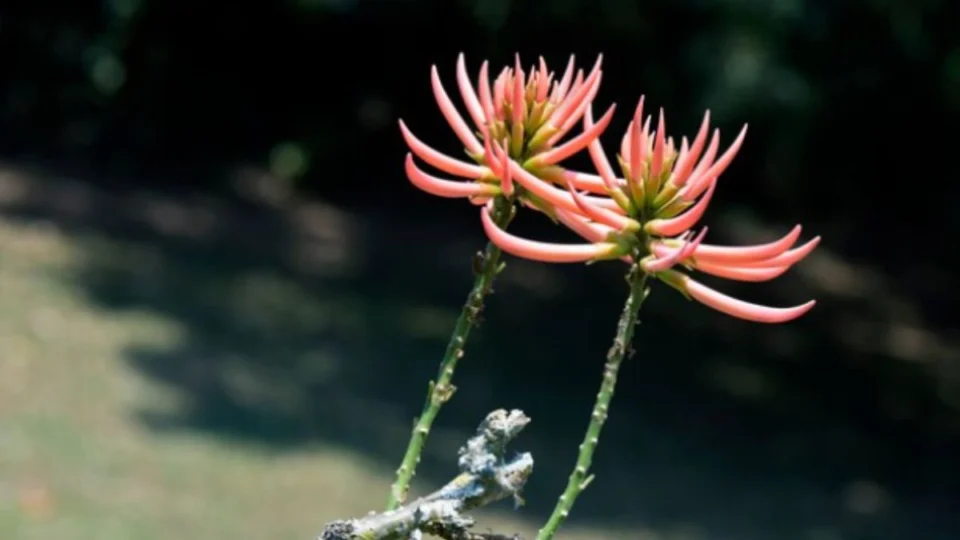 Chá de mulungu: a planta realmente ajuda a dormir melhor?
