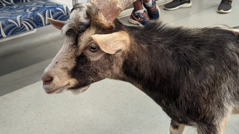 Vídeo captura bode passeando de trem em São Paulo