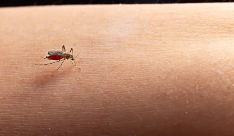 MG decreta situação de emergência por alta de casos de dengue e chikungunya