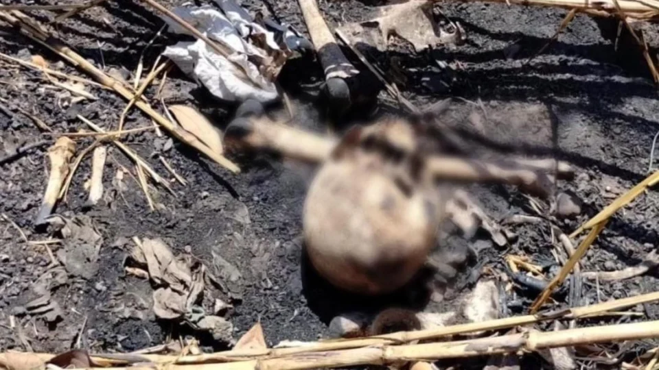 Ossada humana é encontrada por uma criança em Boa Vista – RR