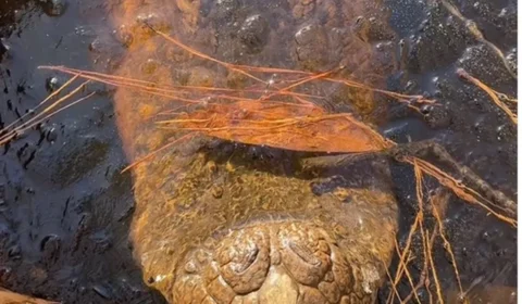 Foto de jacarés ‘congelados’ em rio impressiona web