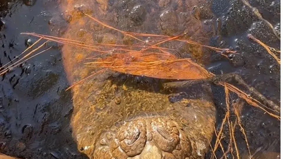 Foto de jacarés ‘congelados’ em rio impressiona web