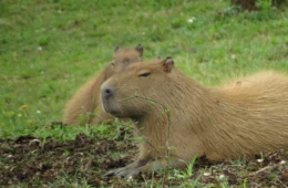 Capivara é flagrada em situação inusitada nas ruas de Florianópolis