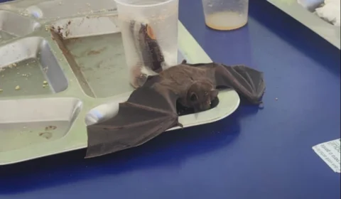 Morcego ‘cai’ em prato no restaurante universitário na Bahia; veja