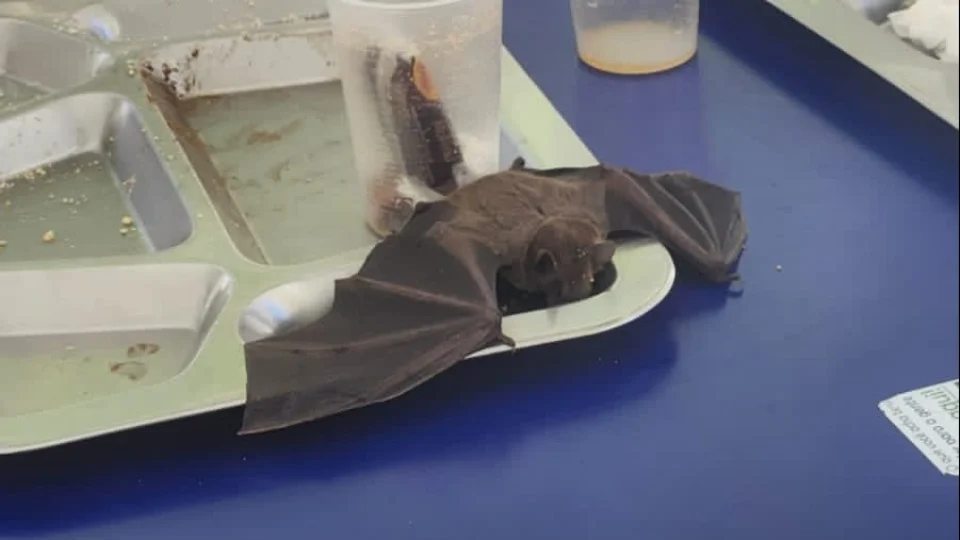 Morcego ‘cai’ em prato no restaurante universitário na Bahia; veja