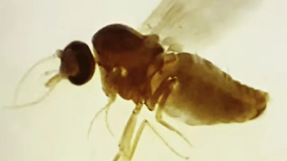 Manaus tem 46 novos casos de febre oropouche