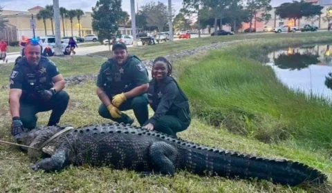 Jacaré ‘gigante’ é resgatado dentro de loja em shopping nos EUA