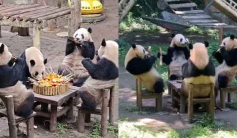 Fotos de pandas viralizam na internet por atitude incomum; veja vídeo