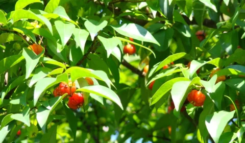 Como fazer chá de pitanga, poderoso contra a diarreia?