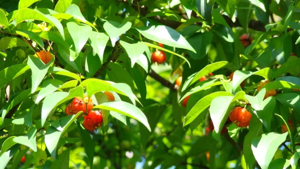 Como fazer chá de pitanga, poderoso contra a diarreia?