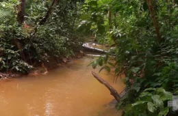 VÍDEO: projeto de monitoramento busca recuperar igarapés de Manaus