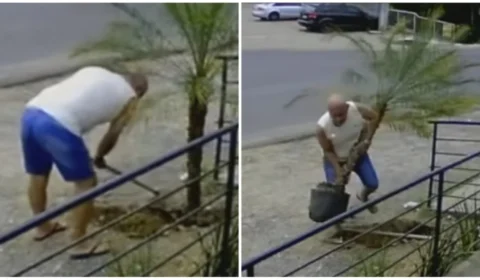 VÍDEO: casal de idosos furta coqueiro de pizzaria em Alvorada-RS