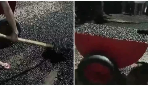 VÍDEO: Infestação de besouros assusta moradores do Amapá; confira