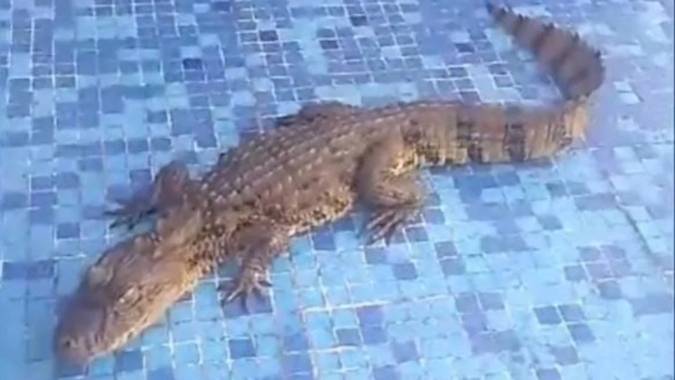 VÍDEO: Jacaré é flagrado dentro de hospital no Espírito Santo; veja