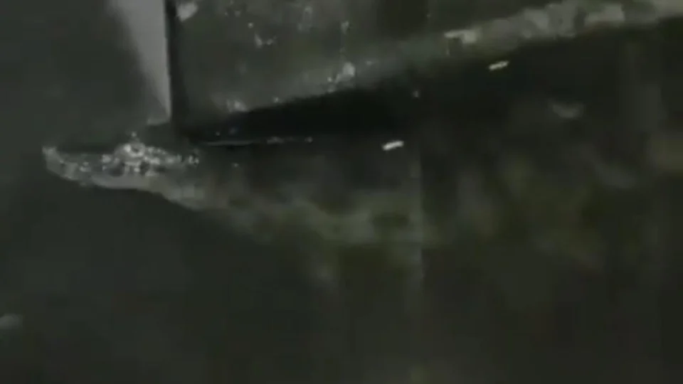 VÍDEO: jacaré invade casa durante tempestade no Rio de Janeiro; veja