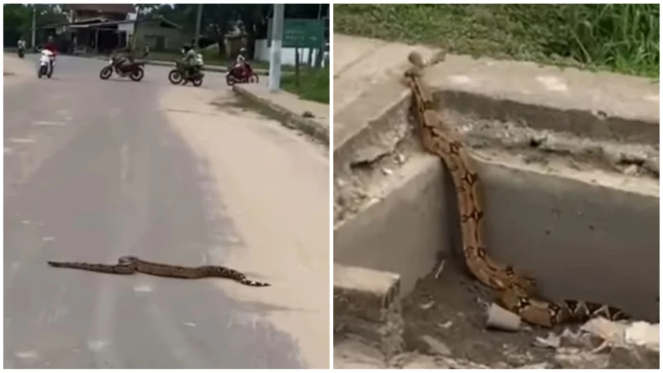 VÍDEO: jiboia de quase 2 metros para trânsito no interior do AM