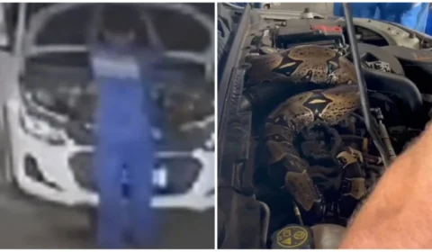 VÍDEO: Mecânico encontra jiboia em capô de carro, no Rio Branco