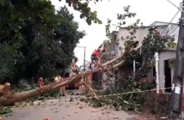 VÍDEO: durante forte ventania, árvore cai e atinge casa em Manaus