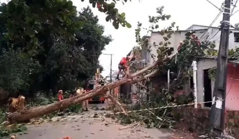 VÍDEO: durante forte ventania, árvore cai e atinge casa em Manaus