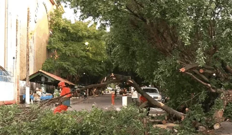 Árvore cai e engarrafa trânsito no Centro de Manaus