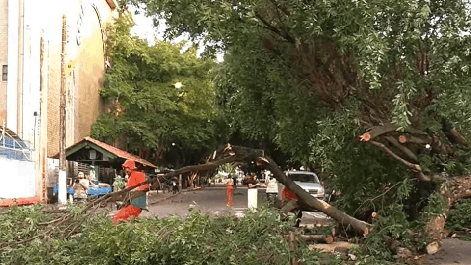 Árvore cai e engarrafa trânsito no Centro de Manaus