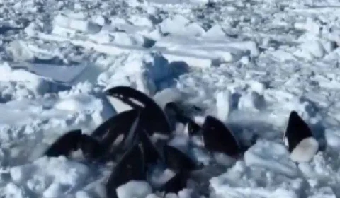 VÍDEO: baleias cercadas por gelo ficam presas no  norte do Japão
