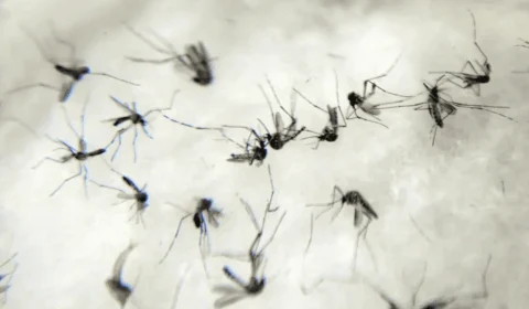 Dengue: Rio de Janeiro declara epidemia