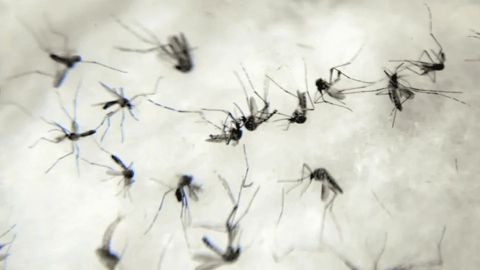 Dengue: Rio de Janeiro declara epidemia