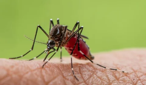 Dengue: três óbitos estão sendo investigados em Manaus