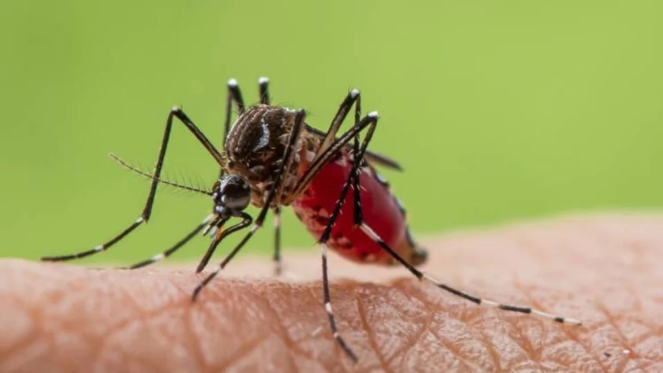 Dengue: três óbitos estão sendo investigados em Manaus
