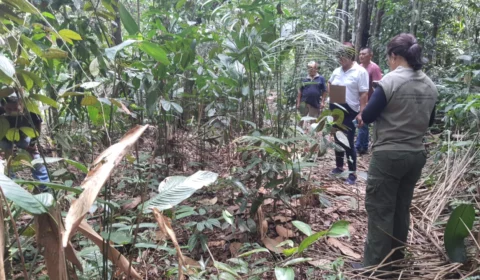 Febre Amarela: Alto Alegre-RR está em alerta para tipo silvestre