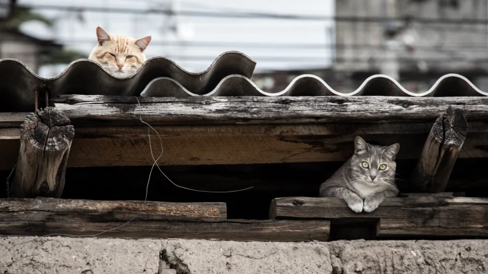 Mais de 100 gatos são encontrados mortos em uma casa na França