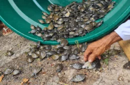 Mais de 600 filhotes de quelônios são soltos na RDS Juma no AM
