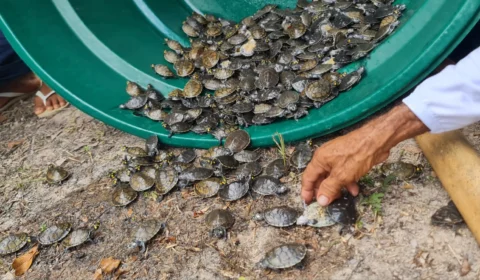 Mais de 600 filhotes de quelônios são soltos na RDS Juma no AM