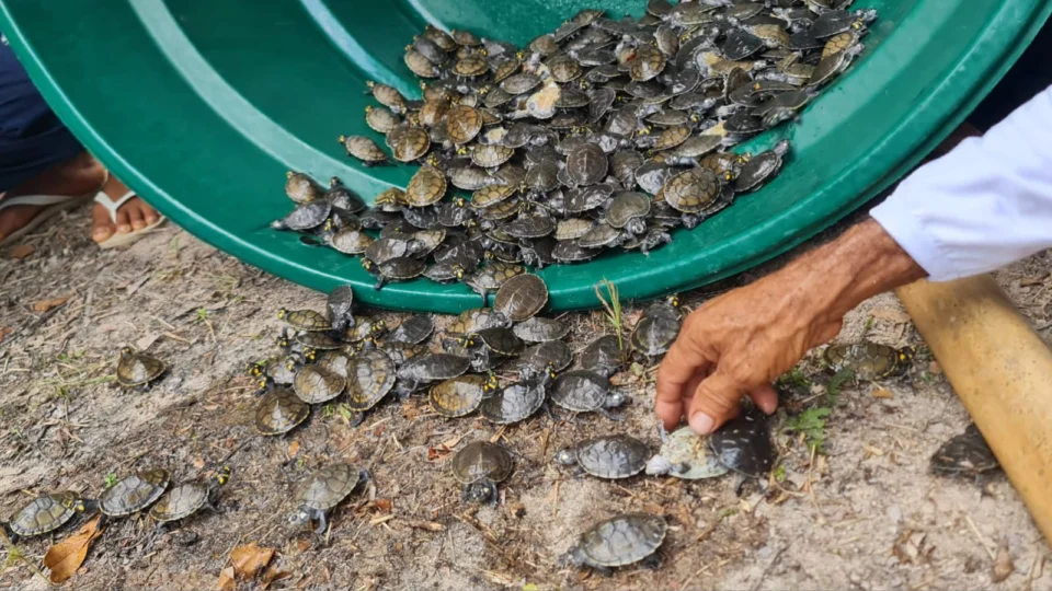 Mais de 600 filhotes de quelônios são soltos na RDS Juma no AM