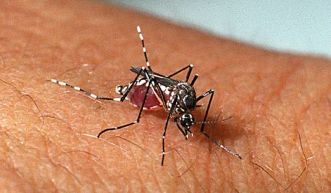 Ministério da Saúde confirma mais de 650 mil casos de dengue